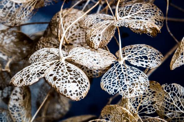 A close-up of a cluster of half-decayed hydrangea flowers. The light brown flowers resemble lace. The dark background allows the lace to be clearly seen.