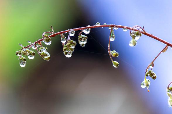 Close-up of a delicate red stem of coral bells (Heuchera) after rain, with small green buds and water droplets hanging from them. The soft background fades into shades of green and blue, highlighting the glistening reflections in the droplets.
Makroaufnahme eines zarten roten Stiels des Purpurglöckchens (Heuchera) nach einem Regen, mit kleinen grünen Knospen und Wassertropfen, die daran hängen. Der weiche Hintergrund verläuft in Grün- und Blautönen und hebt die funkelnden Reflexionen in den Tropfen hervor.