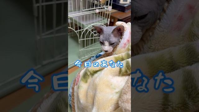 スフィンクス猫チャイとあなたの関係#short #cat #猫 #lifewithcats #猫のいる暮らし #sphynx