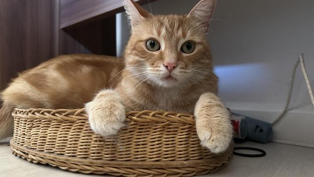 Washy in his cat bowl