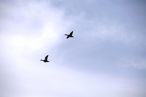 Le ciel nuageux traversé par deux canards colvert aux ailes déployées. Les deux canards volent en direction de la gauche. Ils sont très sombres et leur silhouette se détache sur le ciel gris-blanc.