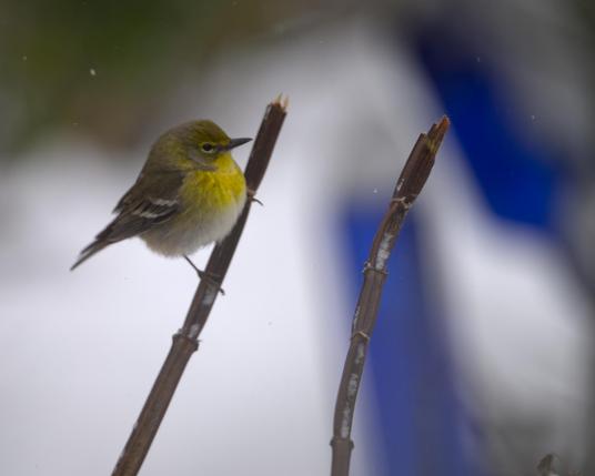 A small puffy bird with two wing bars and lots of yellow on the breast and nape is perched on a bare twig. Blurred in the snow white background is  the bright cobalt flash of two bottles sticking up, apparently on similar twigs. This is a Pine Warbler posed to approach the bottle garden. Snowmageddon January 2025., Southeast Louisiana, Photo by Peachfront.