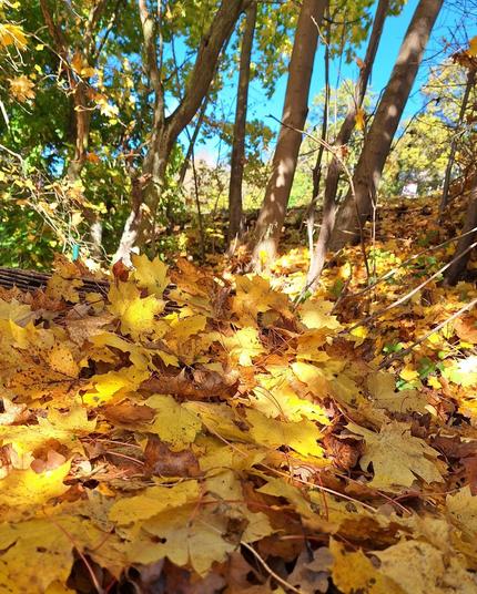 Ahornblätter in verschiedenen Gelb- und Brauntönen, die teilweise von der Sonne beschienen werden. Das lässt einzelne Blätter goldgelb aufleuchten. Hangaufwärts stehen Ahornbäume, von denen nur die unteren Stämme zu sehen sind. Links daneben befindet sich grünes Buschwerk.
Durch die Baumstämme hindurch strahlt der azurblaue Himmel.