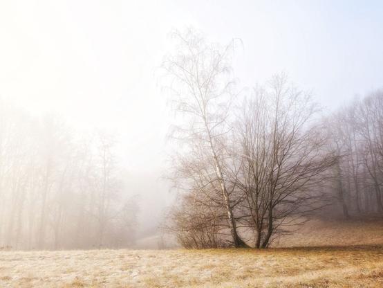 Das Bild zeigt eine Birke in Nebel, durch das das warme Sonnenlicht scheint