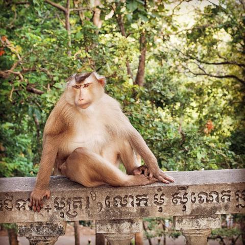 Photo shows a Macaque monkey sitting on an old concrete side rail with Khmer holy text written in. It is half turned and looking at the viewer with a sort of expectant mooch. It has the greybrownblonde fur typical of its species, but at the top of its head there is a visible dark black stripe contrasting the rest of the fur. In the background there are tree trunks and branches with green leaves. It is a bright, sunny day and both the animal and the trees are backlighted by the sun. Cambodia is as safe, comfortable and kind as ever. Angkor, Kampong Cham and Kampong Thom warmly welcome visitors.
