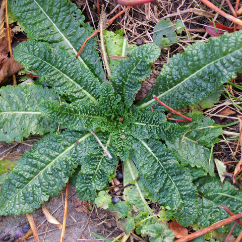 Dunkelgrüne Blattrosette.