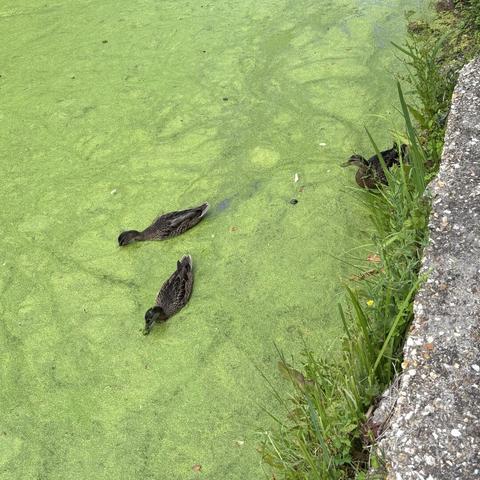 Three brown mallard ducks swimming about feeding on bright green duckweed that completely covers the surface of the pond.