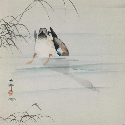 Ohara Koson (#OharaKoson), Diving #Mallard, ca. 1910.
#shinhanga