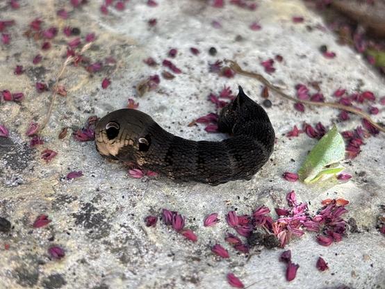 Elephant Hawk-Moth larvae between pink flower petals.