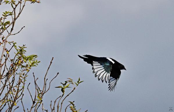 A magpie takes flight from a bush toward a cultivated field