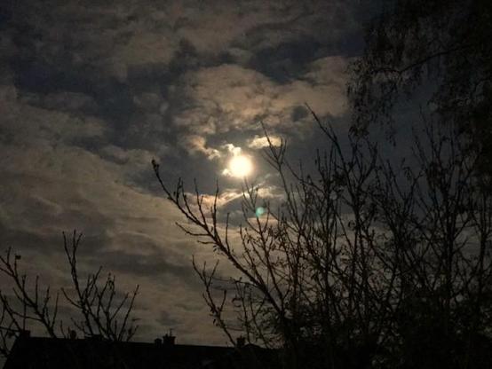 Mond am leicht bewölkten Abendhimmel, davor Zweige im Gegenlicht