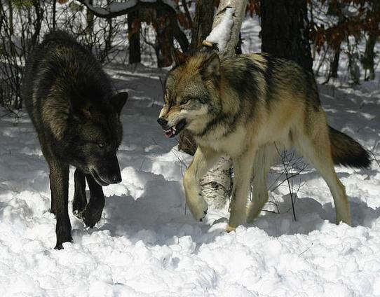 A picture of a wolf.