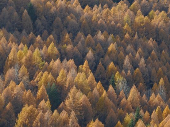 Zoomed in picture on yellow and orange trees. It looks like very geometrical with all those triangles.