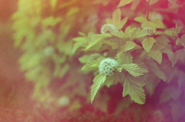 L'image montre un buisson ou une plante avec des feuilles vertes et des grappes de petites fleurs blanches en pleine floraison. L'arrière-plan est flou et se compose de teintes jaunes, oranges et rouges, créant un effet de lumière diffuse et chaleureuse. L'image a un aspect artistique et doux, comme une photographie prise avec un objectif à faible profondeur de champ.