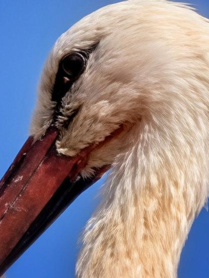 A very close-up, vertical portrait of a white stork's head and neck against a brilliant, solid blue sky. The focus is sharp on the bird's dark, expressive eye and the deep reddish-maroon of its long beak. The feathers on its neck and head are soft and cream-white, showing detailed texture. The image captures the striking contrast between the bird's features and the vivid background.