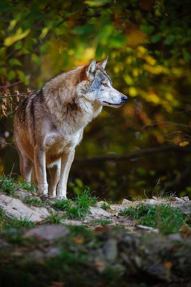 A picture of a wolf.