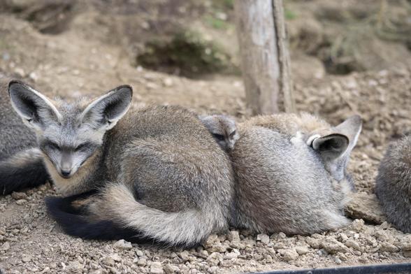 Suricate au chaud entre deux otocyons.