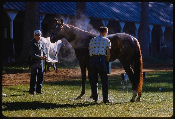 two men are standing on a grassy field with a brown horse in between them. one of the men has his eyes closed, and is holding what appears to be a hose or pipe that's spraying water onto the backside of the horse while another man looks at him; he's wearing sunglasses and looking into something off-camera. behind these two figures are several other horses with blankets on their backs standing in an enclosure under some trees.