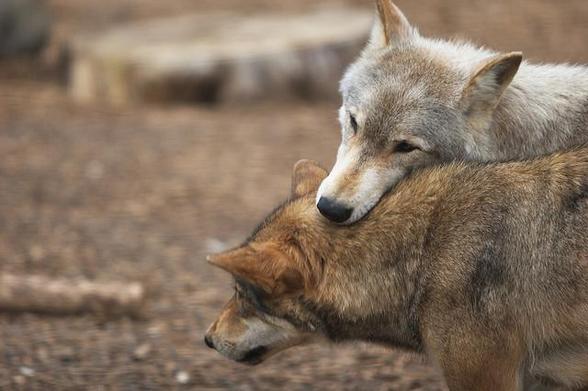 A picture of a wolf.