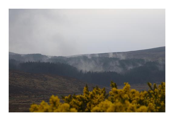 Misty forest landscape with low clouds drifting through dark evergreen trees on rolling hills, under a grey overcast sky. In the foreground, bright yellow wildflowers add contrast to the muted tones of the misty mountain scene.