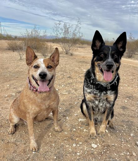 Two smiling dogs sitting side by side with desert brush behind them