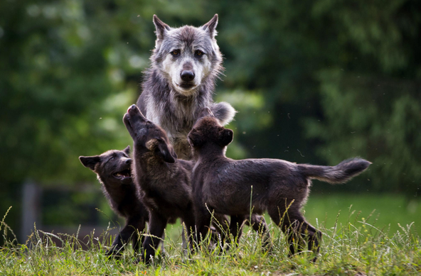 A picture of a wolf.