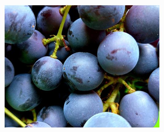 Close-up of ripe grapes clustered closely together. The skin of the grapes is blue to violet. The bright green of their short stems crrates a vivid contrast. The picture's focus is on a grape in the centre left, hanging from a cluster of five. A scene that makes your mouth water!