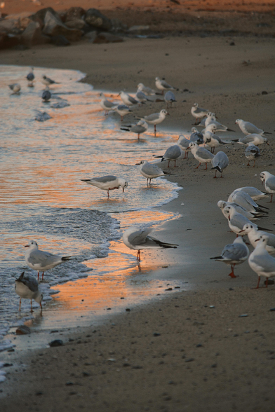 Seagulls feeding on a sandy shore where sun shines orange on the tide.