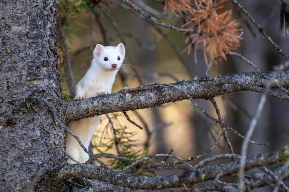 A very small, white ermine perched in a pine tree