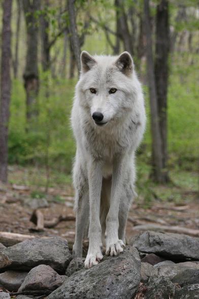 A picture of a wolf.