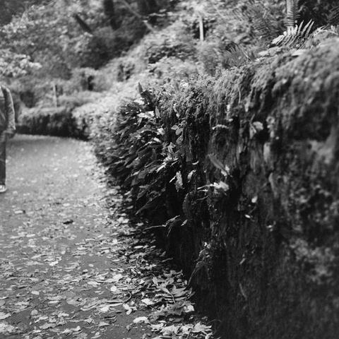 Yashica MAT124G | Cinestill BWXX 250 | Shot at 400 + Med Yellow Filter | Developed in XTOL
A pathway along the Water of Leith, ferns growing out of a rock wall