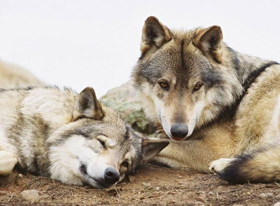 A picture of a wolf.