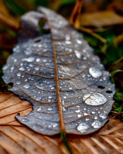 Close up image of leaves on the ground. One life is prominent its structure is showing in crips detail. It is also covered in raindrops