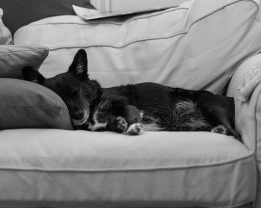 Fern a black schipperkie cross with tuxedo features passed out on the sofa with her head resting on a cushion