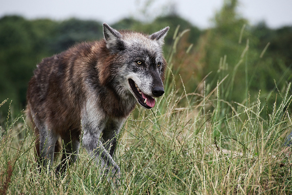 A picture of a wolf.