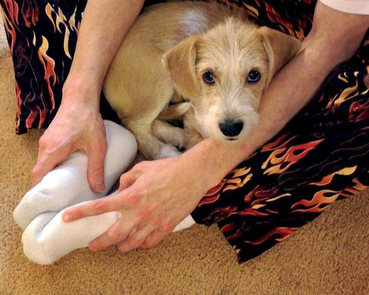 Close view of a terrier puppy tan with a little white. Buddy is looking straight at the camera. He is cuddled in the lap of his owner, who is cross legged on the tan carpet holding his feet closed to make a lap cradle.