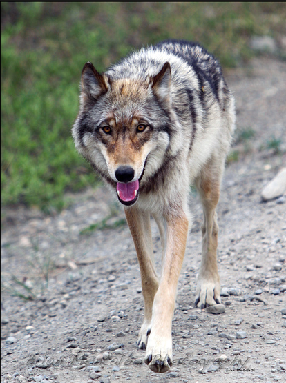 A picture of a wolf.