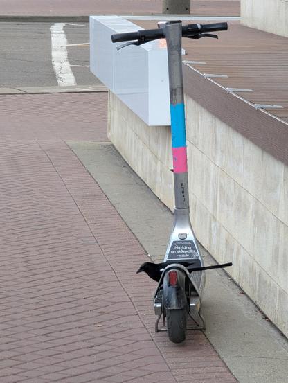 A photo of a Magpie sitting on the board of a Bird (brand) scooter that's parked on a sidewalk.