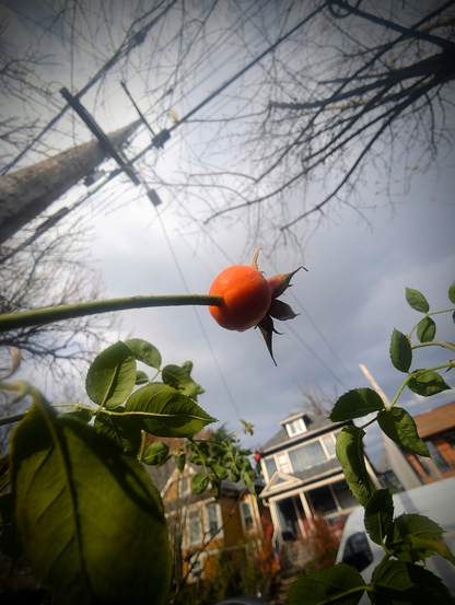 A big round bright orange rose hip on the end of a stalk. It is wide angle lens, so the houses across the street are visible on the bottom, and the powerlines above are visible on the top.