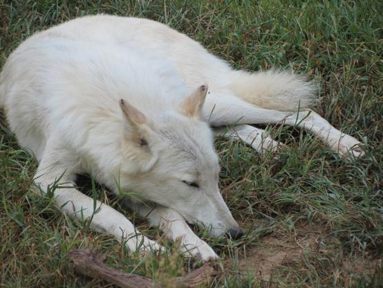 A picture of a wolf.