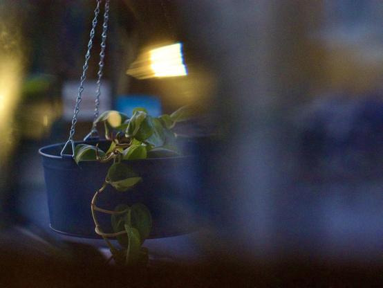 Photo of a hanging plant taken through a faceted window during the blue hour, with refracted light from the headlights of a passing car