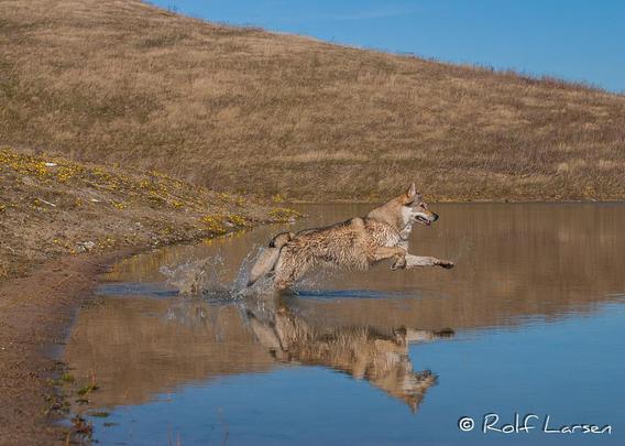 A picture of a wolf.
