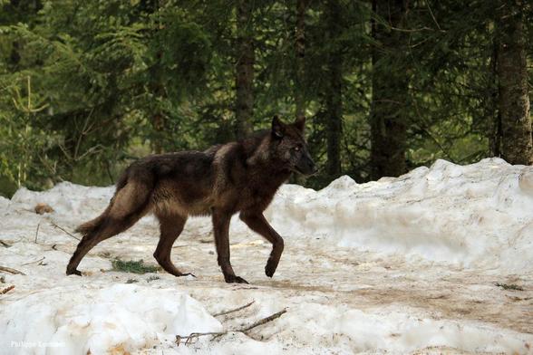 A picture of a wolf.