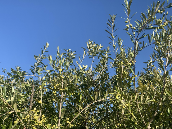 Die Äste von 2,50 -3 m Länge von Olivenbäumen im blauen Himmel am 2.10.25.Olive
