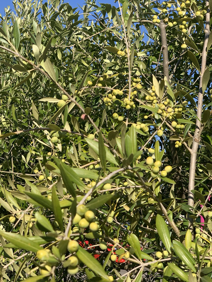 Olivenzweige und Äste im Gartencenter.