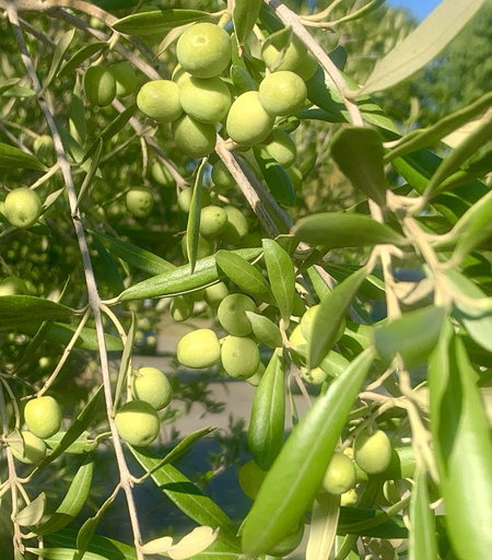 Oliven, an Zweigen, am 2.10.25.