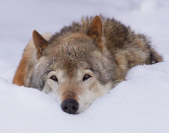 A picture of a wolf.