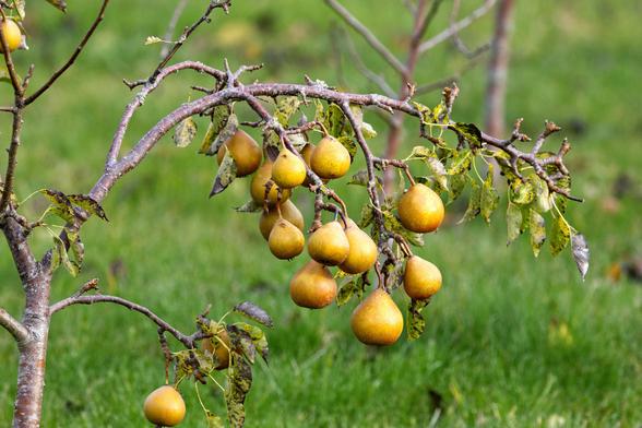 An einem Birnenbäumchen mit absterbendem grün-schwarzen Laub hängen an einem Ast zahlreiche reife Birnen. Der Ast wird durch das Gewicht der Frücht nach unten gebogen.
Im Hintergrund unscharf eine Rasenfläche mit weiteren Obstbäumchen.