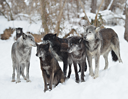 A picture of a wolf.