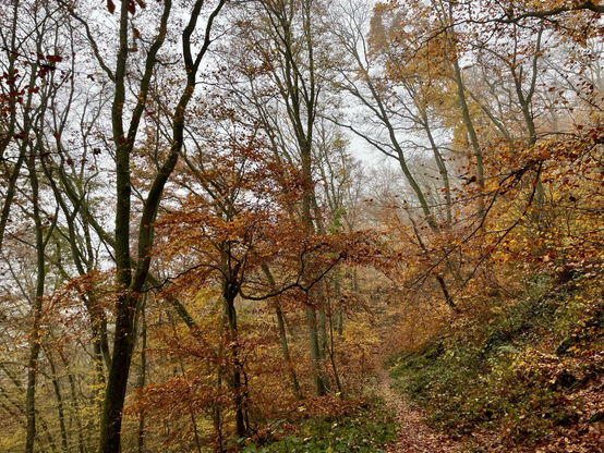 Farbiges Querformat. Spätherbstlich bunter Wald.